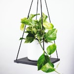 曼联足球俱乐部队徽